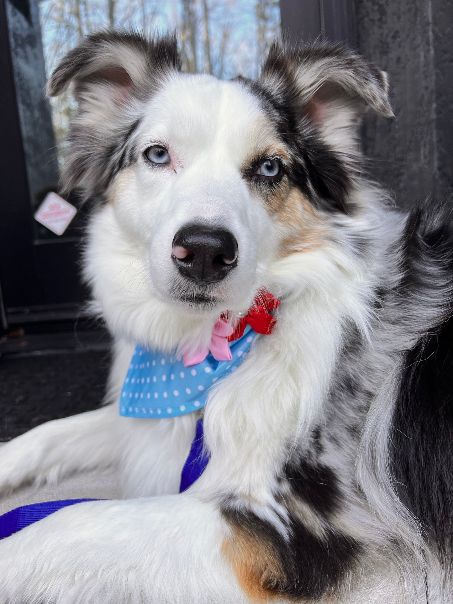 Flower polka dot Dog bandana