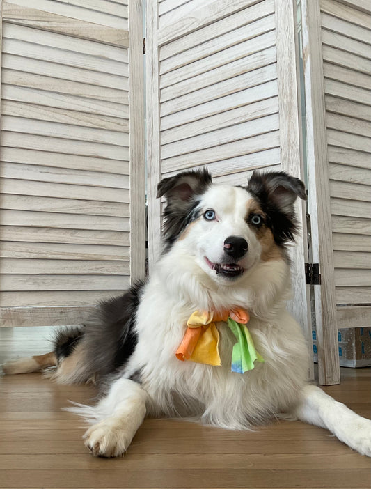 Rainbow tie-die dog bow
