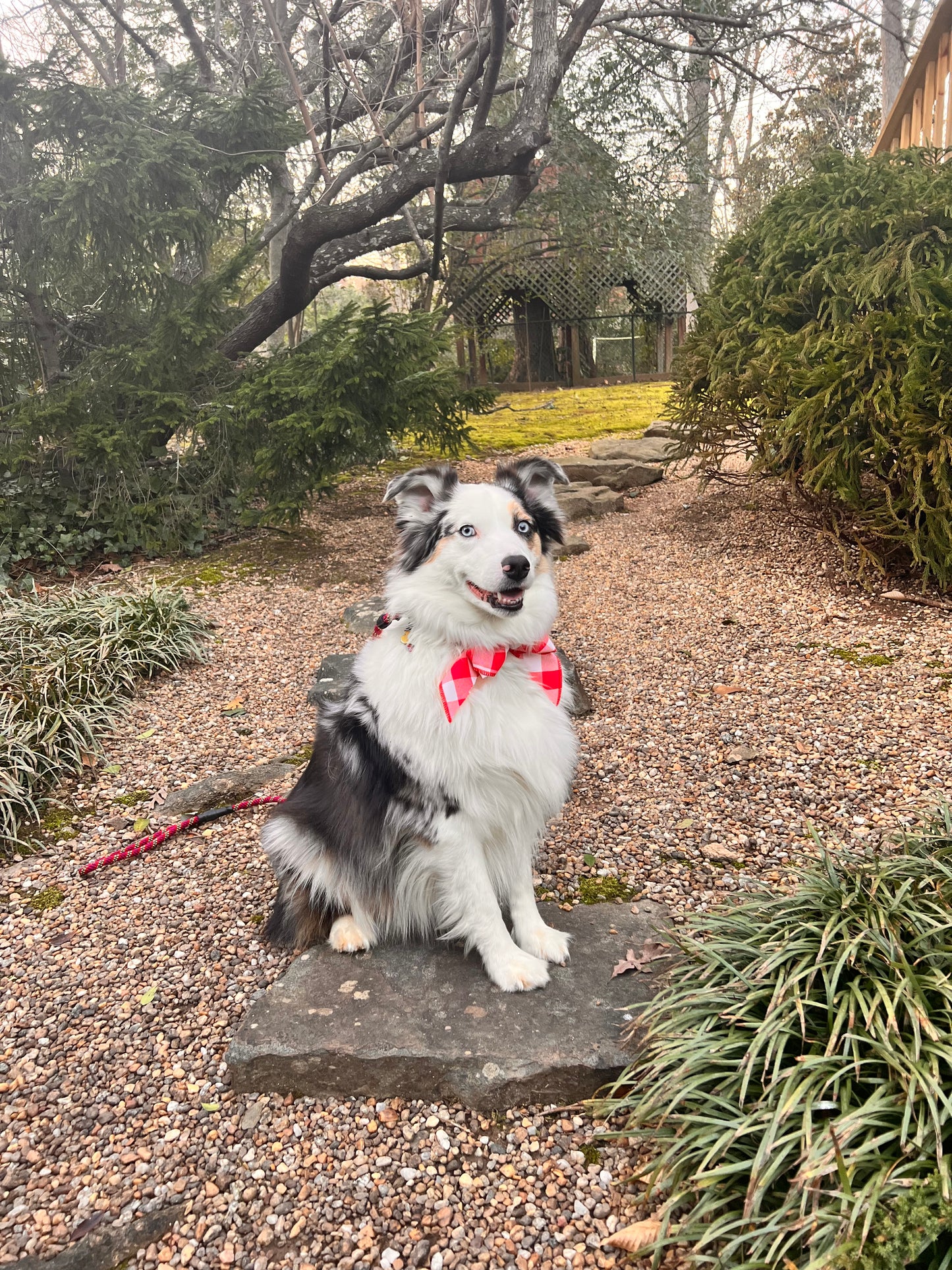 Red plaid dog bow