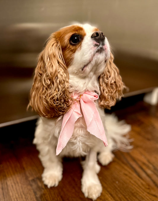 Pink dog bow!